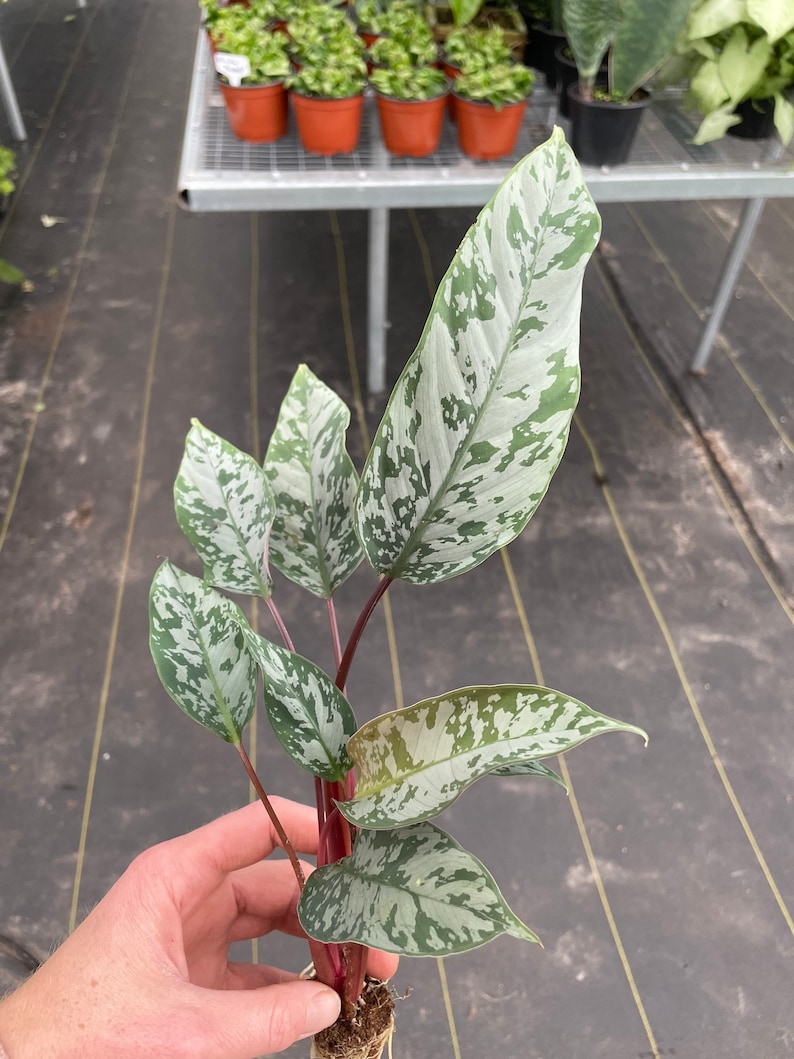 TheGreenEscape Apoballis acuminatissimum Plant - Thumbnail 5