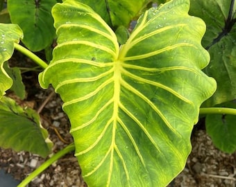 Yellow vein Colocasia Pharaohs mask Starter Plant (ALL STARTER PLANTS require you to purchase 2 plants!)