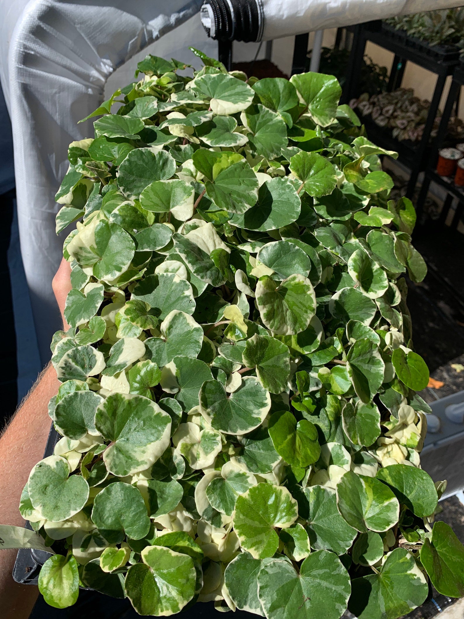 Variegated Farfugium tractor Seat or leopard Plant Starter Etsy