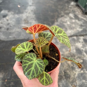 Begonia klemmei 4 pot ALL PLANTS require you to purchase 2 plants image 2