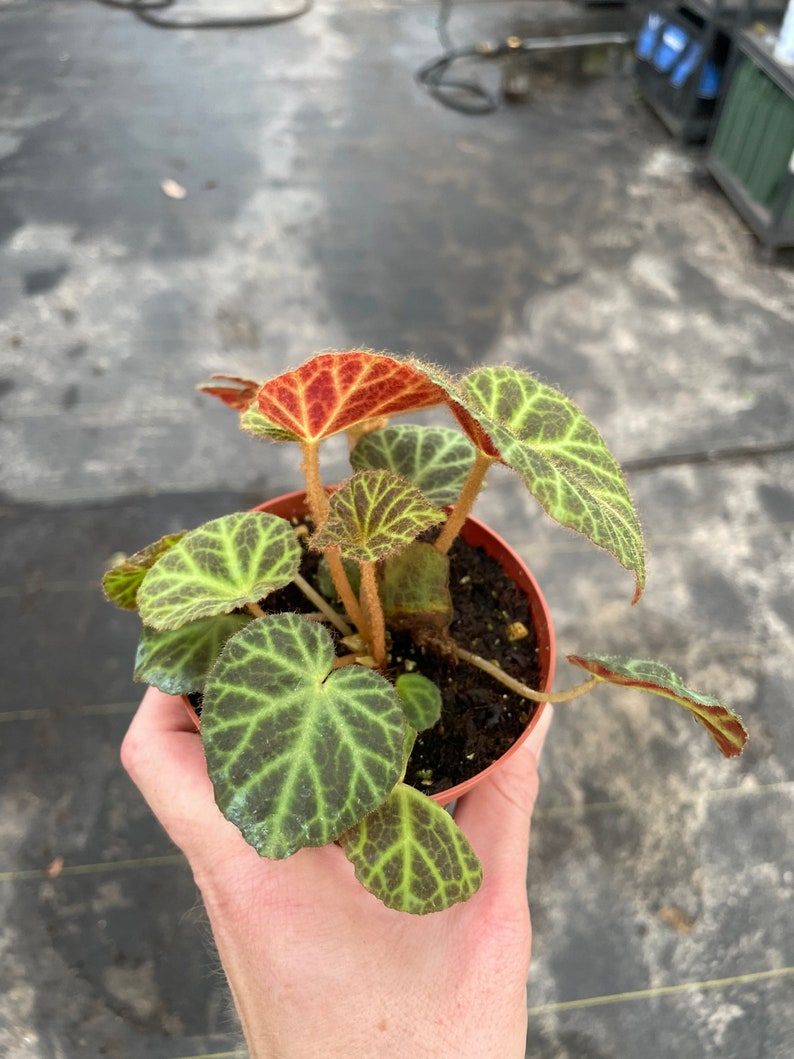 Begonia klemmei 4 pot ALL PLANTS require you to purchase 2 plants image 2