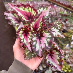 May include: A close-up of a begonia plant with large, colorful leaves. The leaves display a mix of pink, green, and white hues, with a dark red center. The plant is in a small pot, showcasing its vibrant foliage.