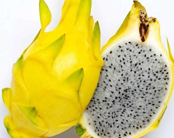 Yellow dragon fruit Starter Plant (ALL STARTER PLANTS require you to purchase 2 plants!)