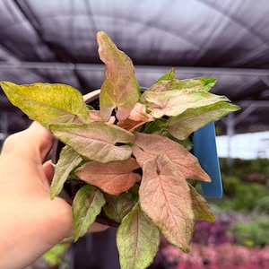 May include: A close-up of a Syngonium plant with pink and green leaves. The plant is in a black pot and is being held by a person. The leaves have a unique arrowhead shape and a mix of colors.