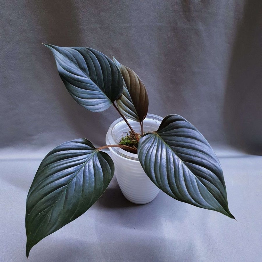 Homalomena Black Starter Plant (ALL STARTER PLANTS Require You to