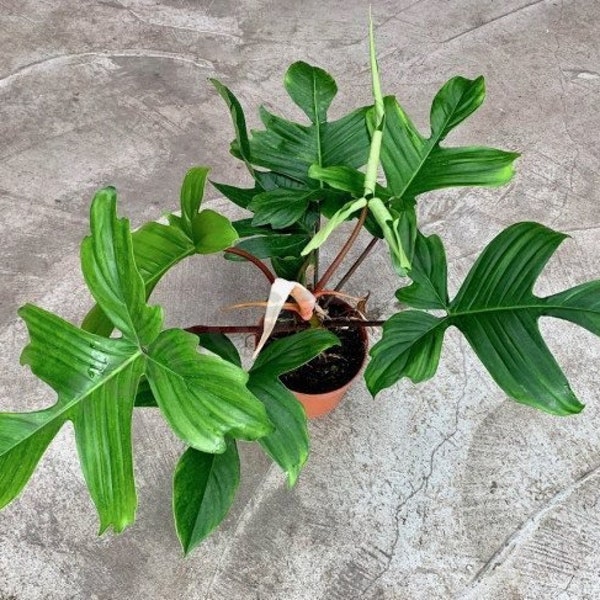 Philodendron Florida (squamiferum x pedatum) Starter Plant (ALL STARTER PLANTS require you to purchase 2 plants!)