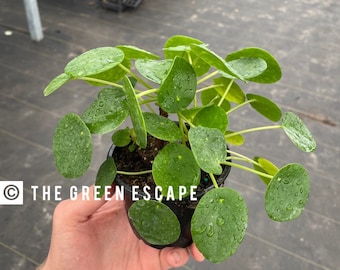Pilea Peperomioides 4”pot (ALL PLANTS require you to purchase 2 plants!)