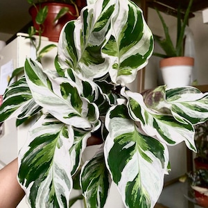 Calathea white fusion starter plant (ALL STARTER PLANTS require you to purchase 2 plants!)