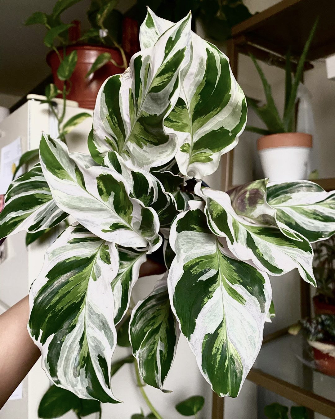 Calathea White Fusion Starter Plant (ALL STARTER PLANTS Require You to  Purchase 2 Plants!) - Etsy