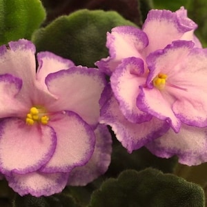 A day in April African violet starter plant (ALL Starter PLANTS require you to purchase 2 plants!)