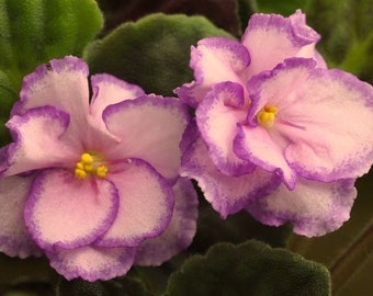 A day in April African violet starter plant (ALL Starter PLANTS require you to purchase 2 plants!)