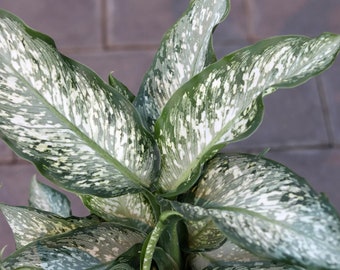 fiddle leaf fig ficus lyrata plant Fiddle Leaf Fig Tree