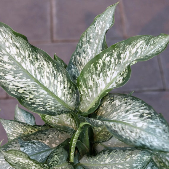 dracaena spike plant Spikes Dracaena