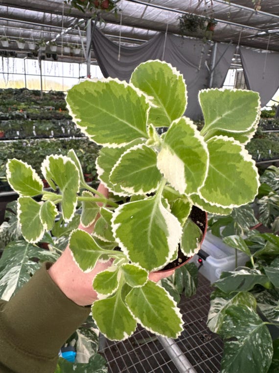 Variegated Oregano 4 Pot (ALL PLANTS Require You to Purchase 2 Plants!) -  Etsy