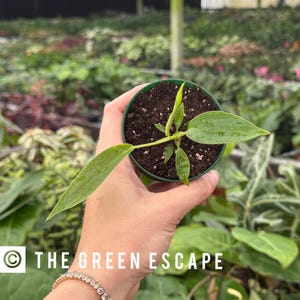 May include: A small green plant in a dark green pot. The plant has several long, slender leaves. The pot is held in a hand. The text "THE GREEN ESCAPE" is visible in white. The background is a greenhouse filled with plants.