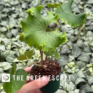 May include: A small green potted plant with large, textured leaves. The plant is in a dark green pot and held by a hand. The text "THE GREEN ESCAPE" is printed on the pot. The background is filled with small, light green plants.