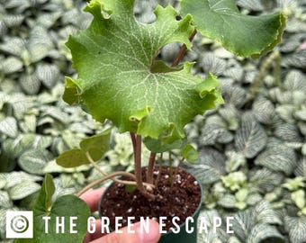 Farfugium Japonicum “Shishi botan” “Tractor Seat” 2” pot (ALL PLANTS require you to purchase 2 plants!)