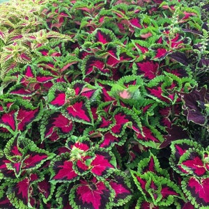 Coleus heartbreaker Starter Plant (ALL STARTER PLANTS require you to purchase 2 plants!)