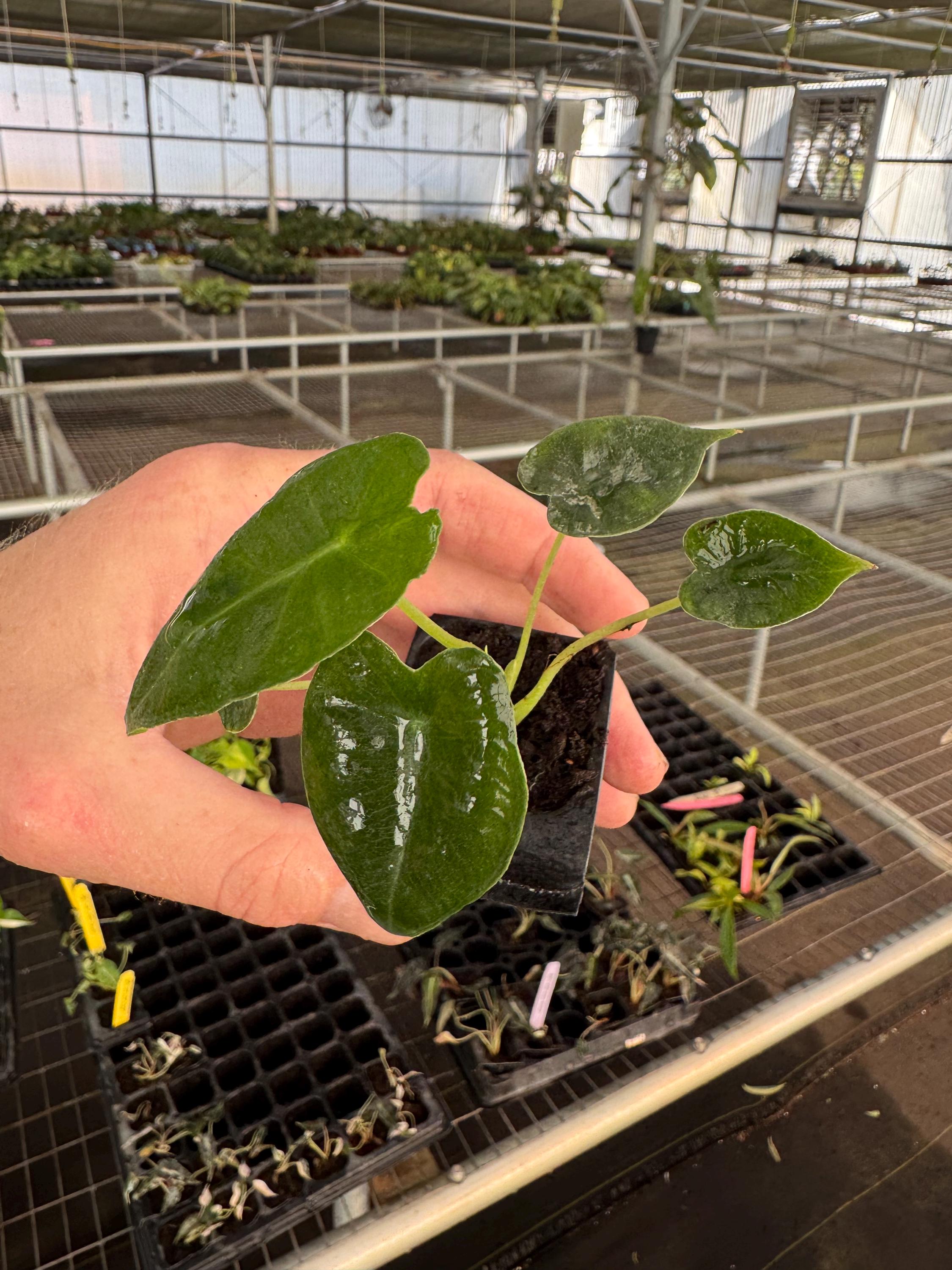 Alocasia Frydek Cultivar White Vein Starter Plant (ALL STARTER