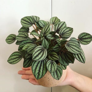 Peperomia Piccolo Banda Starter Plant (ALL STARTER PLANTS require you to purchase 2 plants!)