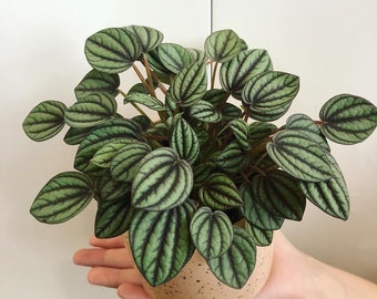 Peperomia Piccolo Banda Starter Plant (ALL STARTER PLANTS require you to purchase 2 plants!)