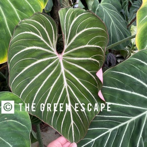 Philodendron zebra gloriosum Starter Plant (ALL STARTER PLANTS require you to purchase 2 plants!)