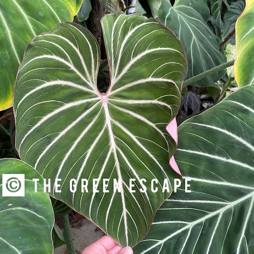 Philodendron zebra gloriosum Starter Plant (ALL STARTER PLANTS require you to purchase 2 plants!)