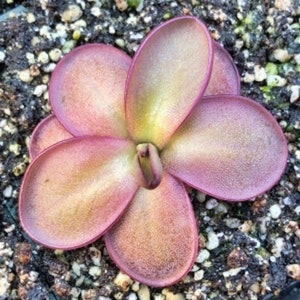 Pinguicula potosiensis Starter Plant (ALL STARTER PLANTS require you to purchase 2 plants!)