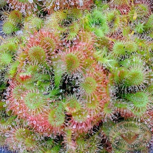 Drosera Spatulata Starter Plant (ALL STARTER PLANTS require you to purchase 2 plants!)