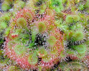 Drosera Spatulata Starter Plant (ALL STARTER PLANTS require you to purchase 2 plants!)