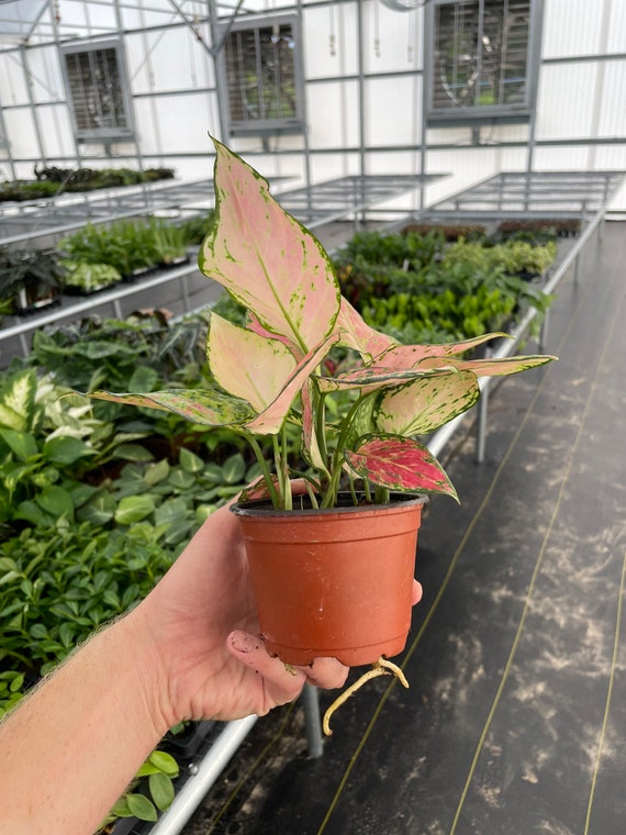 観葉植物 Aglaonema Pink Maroon Spot