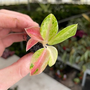 Aglaonema rainbow Starter Plant ALL STARTER PLANTS require you to purchase 2 plants image 4