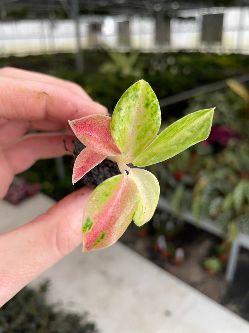 Aglaonema rainbow Starter Plant ALL STARTER PLANTS require you to purchase 2 plants image 4