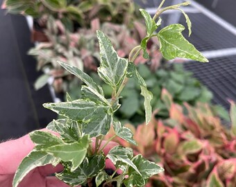 Hedera Helix Mint Kolibri Starter Plant (ALL STARTER PLANTS Require You to  Purchase 2 Plants!) - Etsy