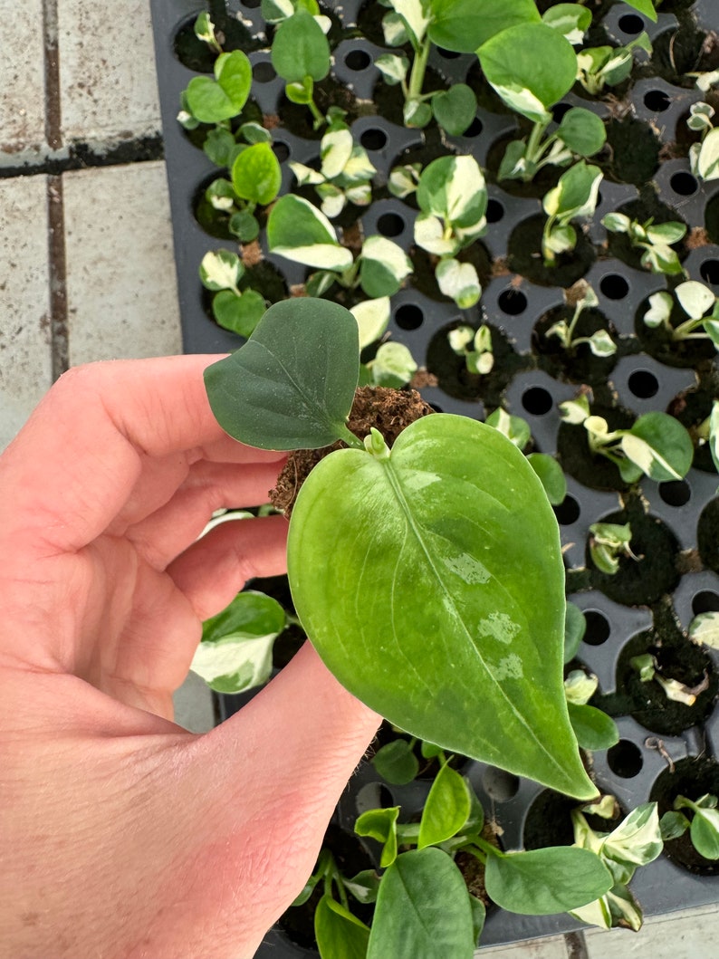 Aglaonema pictum tricolor Starter Plant ALL STARTER PLANTS require you to purchase 2 plants image 2