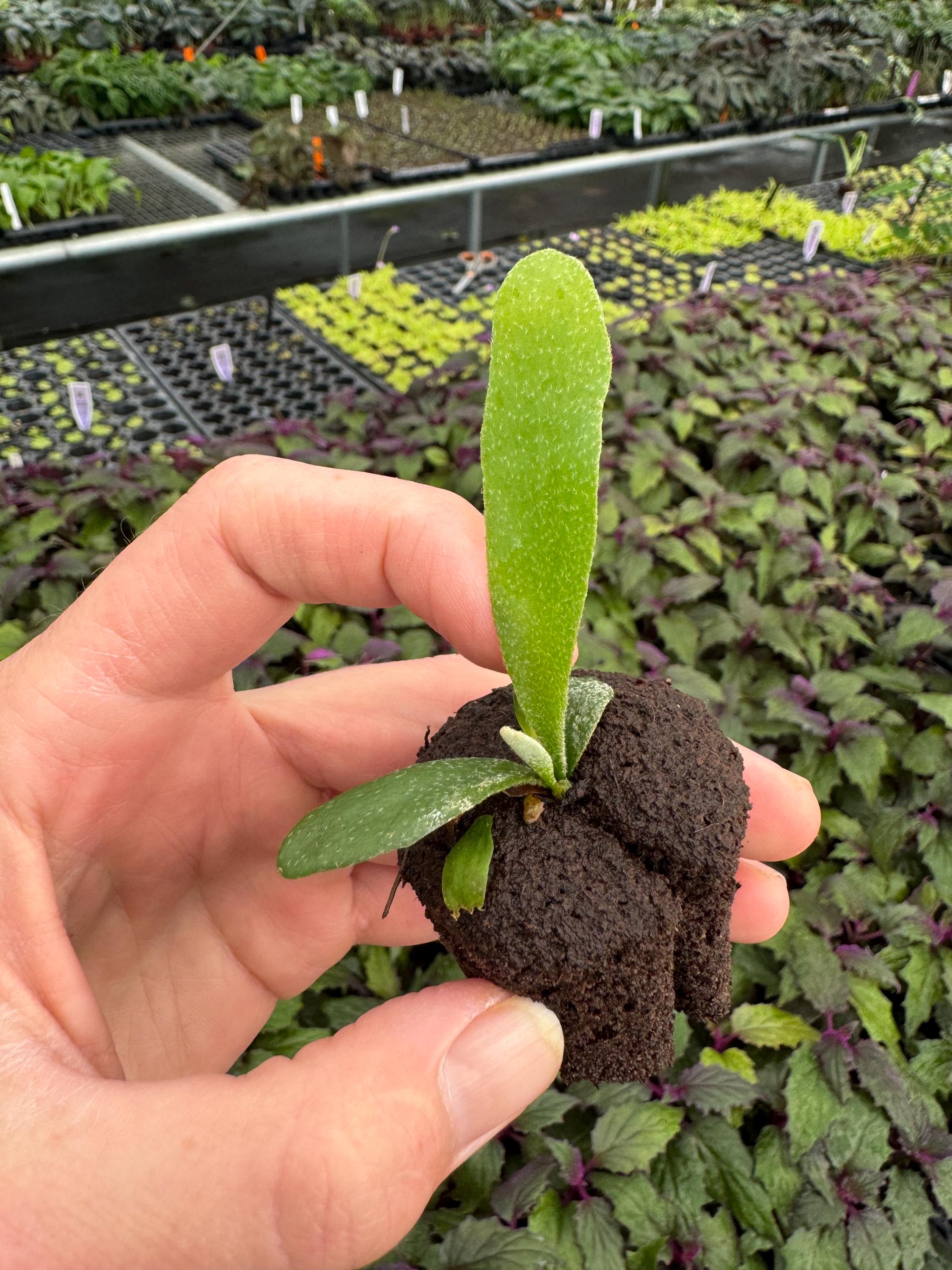 P.(silver front × veichii) cv. Akkii pup Platycerium Akki “veitchii Silver X Veitchii Wild” Staghorn
