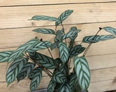 calathea fishbone Fishbone Prayer Plant (Calathea burle-marxii)  Cedar Bridge Botanicals