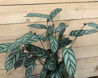 Calathea Exotica 9" Pot - Etsy