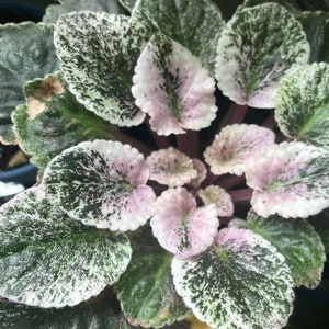 Wranglers swinging blues African violet starter plant (ALL PLANTS require you to purchase 2 plants!)