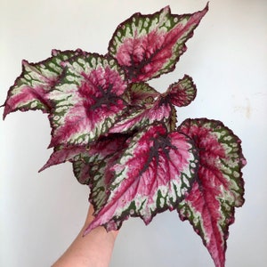 Begonia rex salsa Starter Plant (ALL STARTER PLANTS require you to purchase 2 plants!)