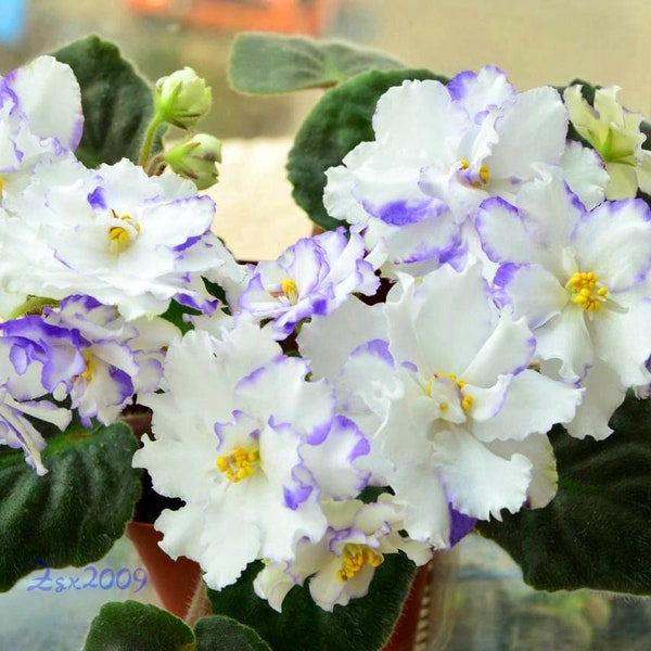 Arctic frost African violet starter plant (ALL PLANTS require you to purchase 2 plants!)