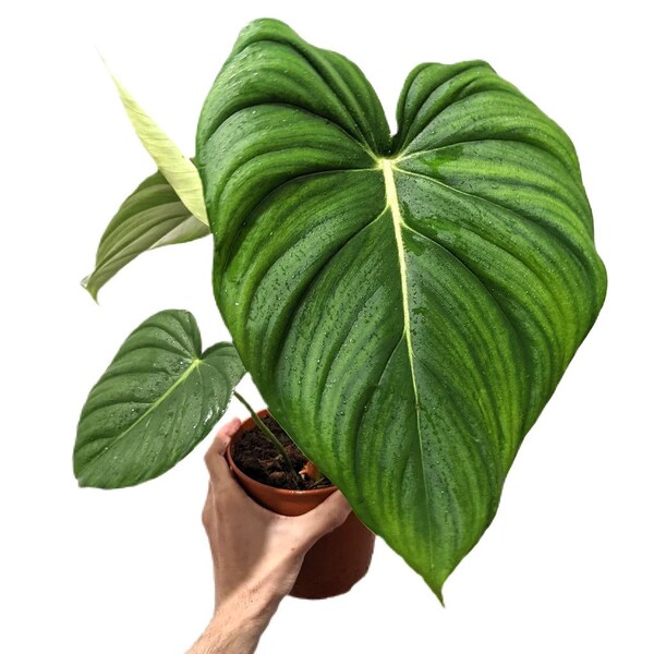 philodendron pastazanum Starter Plant (ALL STARTER PLANTS require you to purchase 2 plants!)