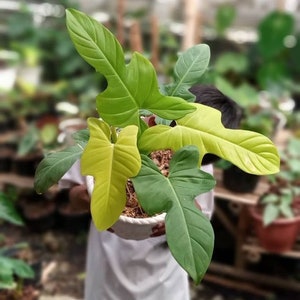 philodendron bipennifolium aurea Starter Plant (ALL STARTER PLANTS require you to purchase 2 plants!)