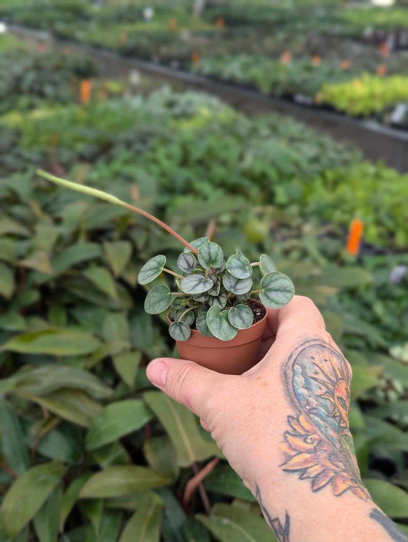 TheGreenEscape Peperomia Little Toscani