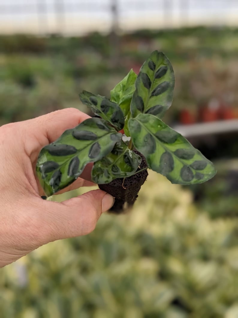 TheGreenEscape Calathea lancifolia Rattlesnake Plant - Thumbnail 5