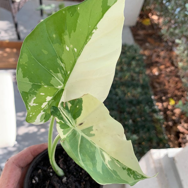 Okinawa silver small sized variegated alocasia cutting