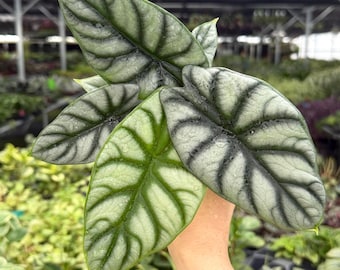Exact Plant Alocasia Silver Dragon Specific 4” Pot 401FEE | F (All PLANTS require you to purchase 2 plants!)