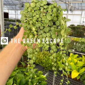 May include: A trailing plant with small, round, green leaves with white variegation. The plant is in a black pot and is being held by a hand. The text "THE GREENESCAPE" is visible in the image.