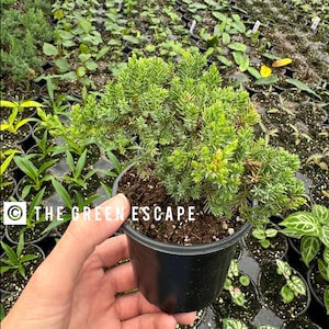 May include: A small green juniper plant in a black plastic pot. The plant is being held by a hand. The text "THE GREEN ESCAPE" is visible in the lower left corner of the image.
