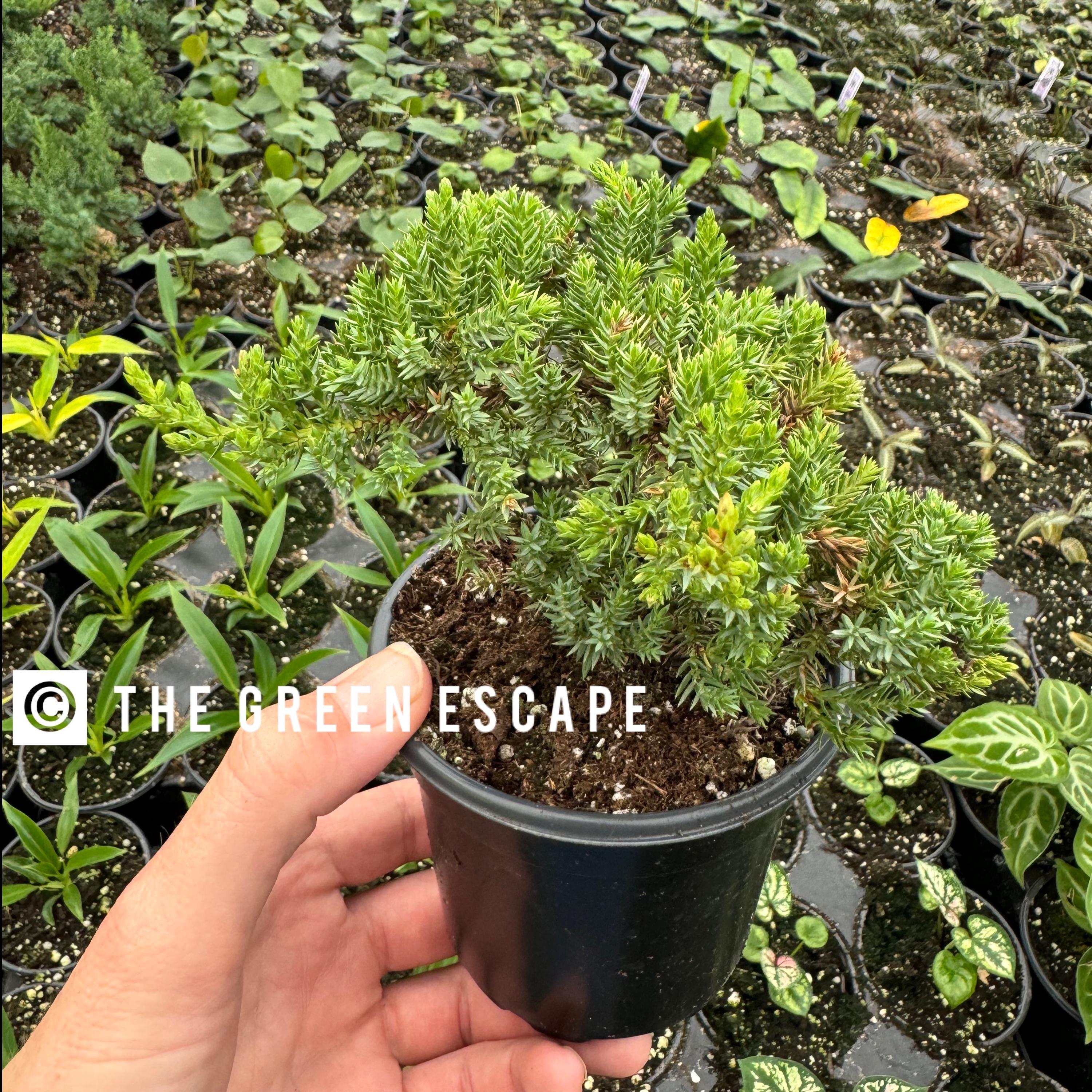 Bonsai plant 4” pot (ALL PLANTS require you to purchase 2 plants!)